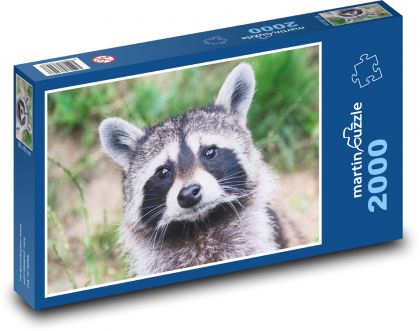 Raccoon. - Puzzle 2000 pieces, size 90x60 cm 