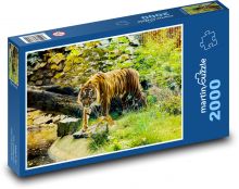 Tygr - šelma Puzzle 2000 - 90x60 cm