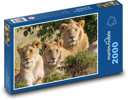 Löwe - Tier - Puzzle - 2000 Teile