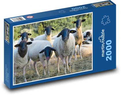 Stádo ovcí - puzzle 2000 dílků