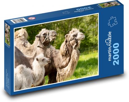 Zvieratá - ťavy - Puzzle 2000 dielikov, rozmer 90x60 cm 