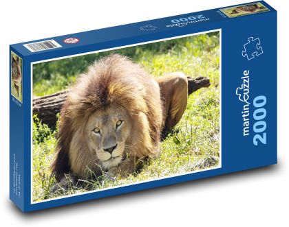 Lev - šelma - puzzle 2000 dílků