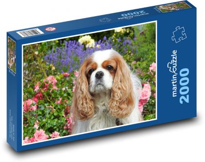 Cavalier - król Karol Spaniel - Puzzle 2000 elementów, rozmiar 90x60 cm