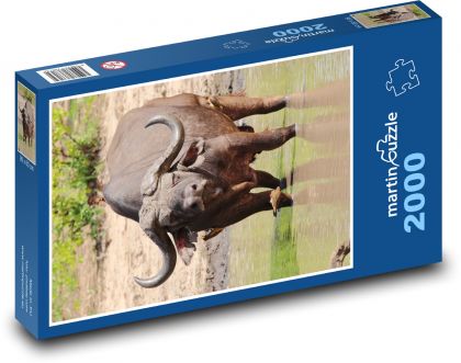 Buvol africký - puzzle 2000 dílků