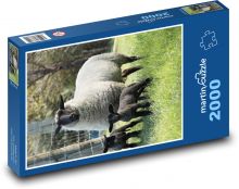 Ovce - jehňata Puzzle 2000 - 90x60 cm