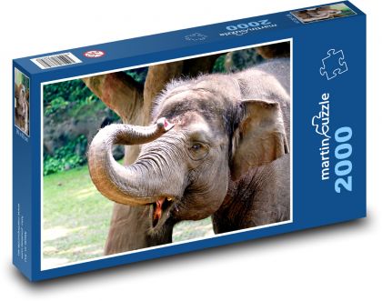 Elefant - Säugetier - Puzzle - 2000 Teile
