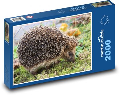 Igel - Säugetier - Puzzle - 2000 Teile