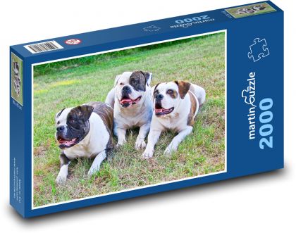 American Bulldogs in the Grass - Puzzle 2000 pieces, size 90x60 cm 