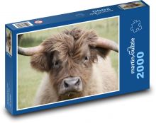 Chlupatá hnědá kráva Puzzle 2000 - 90x60 cm