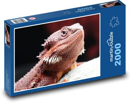 Bearded dragon - lizard - Puzzle 2000 pieces, size 90x60 cm 