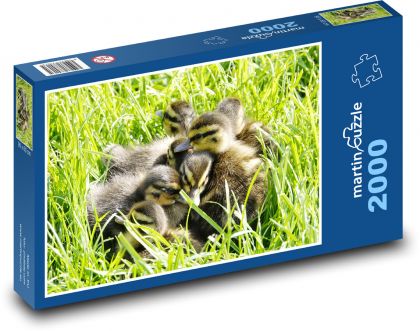 Mláďata vodních ptáků - puzzle 2000 dílků