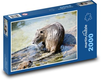 Dziki piżmak na mokradłach - Puzzle 2000 elementów, rozmiar 90x60 cm