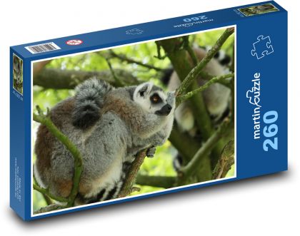 Lemur kata spící na stromě  - Puzzle 260 dílků, rozměr 41x28,7 cm