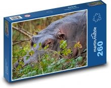 Odpočívající hroch nilský Puzzle 260 dílků - 41 x 28,7 cm