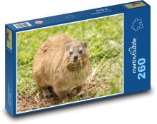 Daman - africké zvíře Puzzle 260 dílků - 41 x 28,7 cm