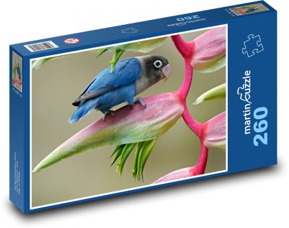 Agapornis - pták - Puzzle 260 dílků, rozměr 41x28,7 cm