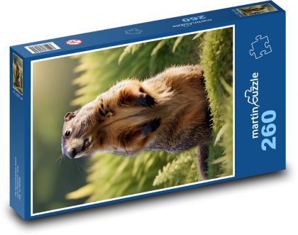 Svišť - hlodavec - Puzzle 260 dílků, rozměr 41x28,7 cm