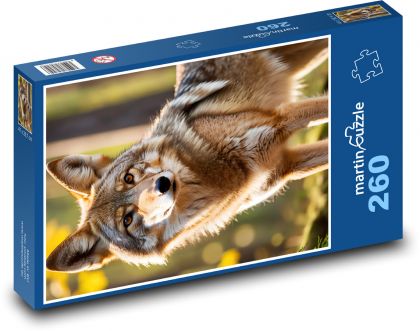 Kojot w lesie - Puzzle 260 elementów, rozmiar 41x28,7 cm