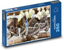 Motýli - hmyz, zahrada Puzzle 260 - 41x28,7 cm