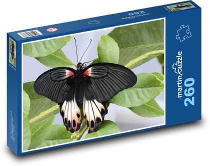 Černý motýl - hmyz, křídlo - puzzle 260 dílků