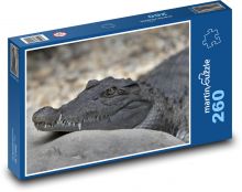 Ruhender Alligator Puzzle 260 Teile - 41 x28,7 cm