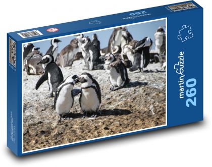 Tučňáci - Jihoafrická republika, Kapské město - puzzle 260 dílků