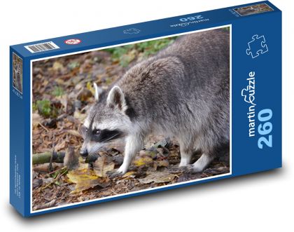 Mýval hledajcí potravu - puzzle 260 dílků