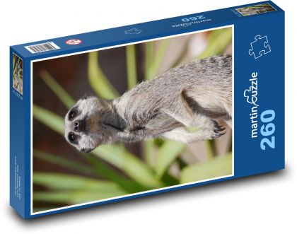 Surikata na stráži - Puzzle 260 dílků, rozměr 41x28,7 cm