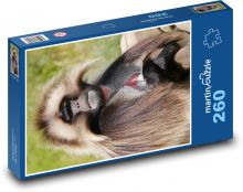 Gelee - Pavian, Affe Puzzle 260 Teile - 41 x28,7 cm