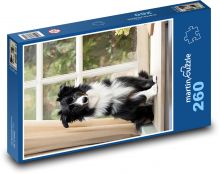 Pes - border kolie Puzzle 260 dílků - 41 x 28,7 cm