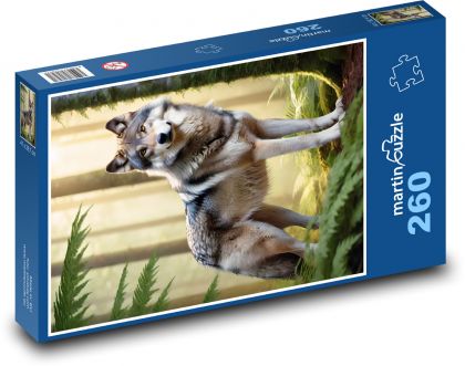 The wolf in the forest - Puzzle 260 pieces, size 41x28.7 cm 