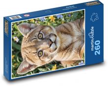 Cougar - cat Puzzle 260 pieces - 41 x 28.7 cm 
