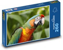 Papagáj Puzzle 260 dielikov - 41 x 28,7 cm 