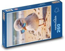Racek s brýlemi na pláži Puzzle 260 - 41x28,7 cm