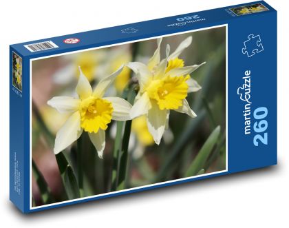 Narcisy - Puzzle 260 dílků, rozměr 41x28,7 cm