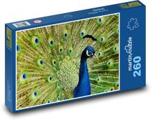 Páv Puzzle 260 dílků - 41 x 28,7 cm