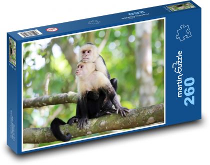 Kapucínska opica - Puzzle 260 dielikov, rozmer 41x28,7 cm