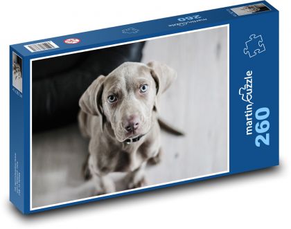 Weimaraner - šteňa - Puzzle 260 dielikov, rozmer 41x28,7 cm