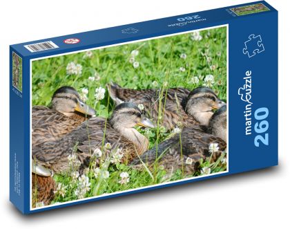 Kačiatka v tráve - Puzzle 260 dielikov, rozmer 41x28,7 cm