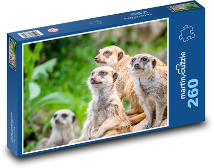 Surikaty - puzzle 260 dílků