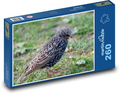 Szpak - ptak - Puzzle 260 elementów, rozmiar 41x28,7 cm