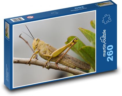 Saranče - hmyz - puzzle 260 dílků