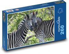 Zebra - Jihoafrická republika Puzzle 260 dílků - 41 x 28,7 cm
