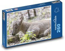 Mládě kozoroha Puzzle 260 dílků - 41 x 28,7 cm
