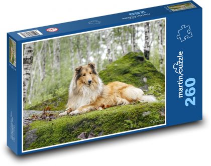 Dlhovlasá kólia v lese - Puzzle 260 dielikov, rozmer 41x28,7 cm