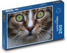 Britská krátkosrstá kočka Puzzle 260 dílků - 41 x 28,7 cm