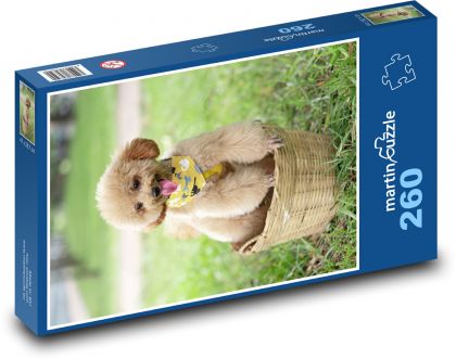 Pes - pudel - Puzzle 260 dielikov, rozmer 41x28,7 cm