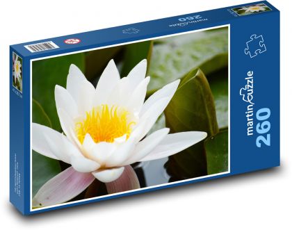 Bílý leknín - květ - puzzle 260 dílků