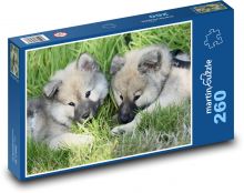 Eurasier štěňata - psi Puzzle 260 - 41x28,7 cm