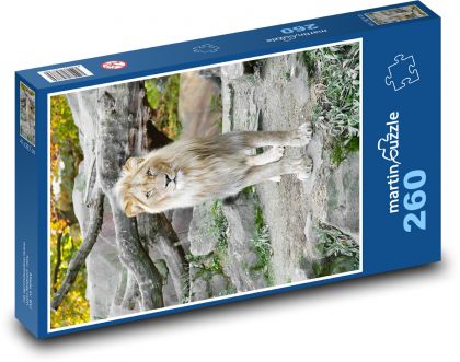 Lion at the zoo - Puzzle 260 pieces, size 41x28.7 cm 